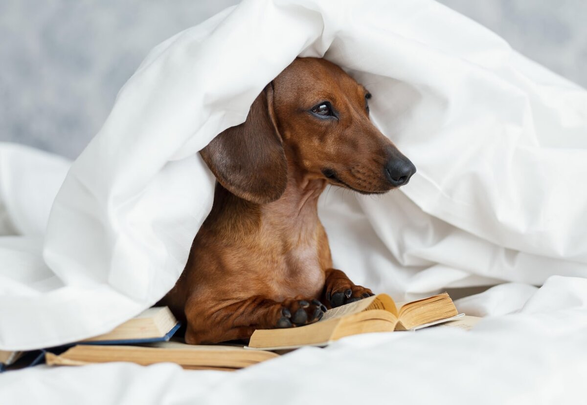 https://ru.freepik.com/free-photo/adorable-dog-in-bed-with-books_13402715.htm#query=%D0%BB%D0%B8%D1%82%D0%B5%D1%80%D0%B0%D1%82%D1%83%D1%80%D0%B0&position=5&from_view=search