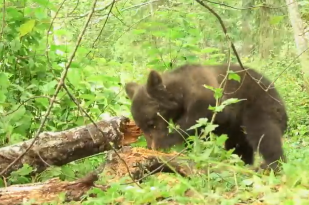    Зоологи сняли на видео игры маленьких медвежат в Тверской области
