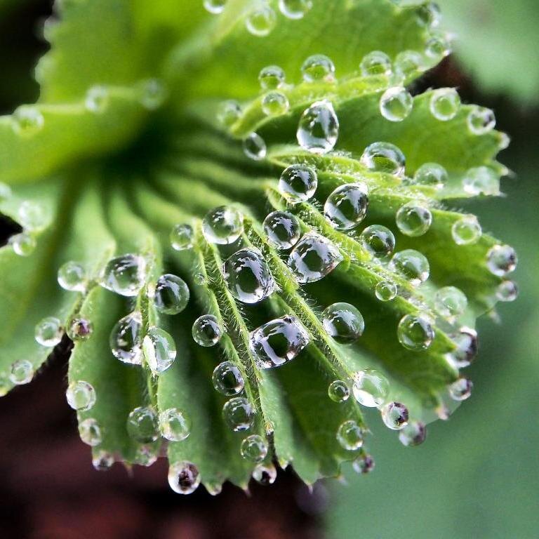 #вода #роса# природа