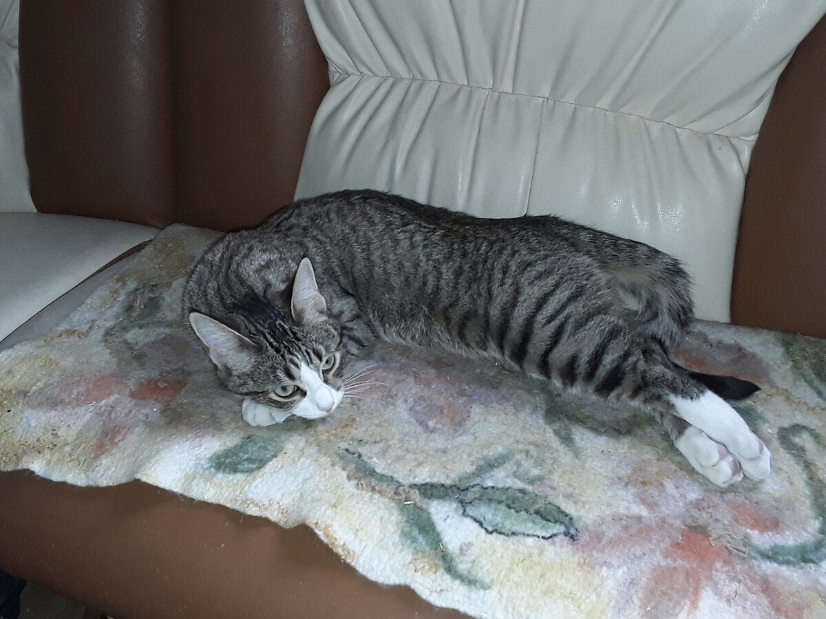 Эх, не дают Калинде заснуть мысли разные... Фотография из личного архива