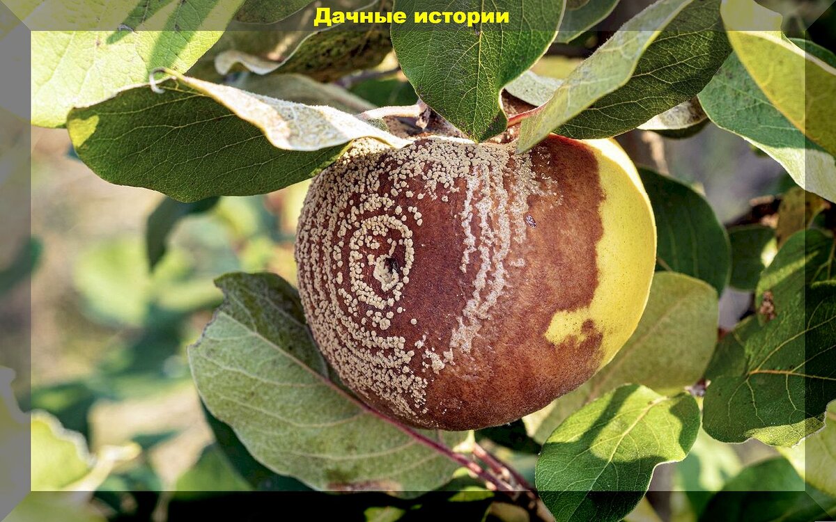 Урожай гниет и опадает: что делать, если плоды гниют прямо на деревьях икак применить гнилые яблоки и груши с пользой на участке