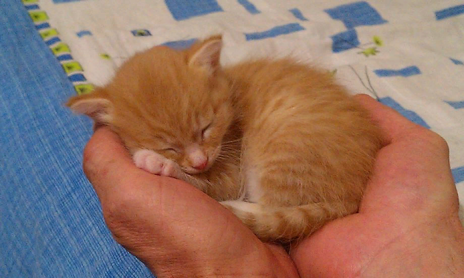 Кошка мало есть. Рыжий котенок на руках. Рыжий котенок на ладони. Маленький рыжий котенок на руках. Котенок на ручках
