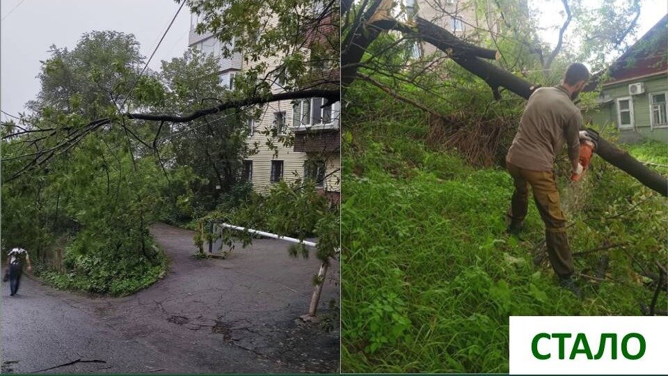     Многие старые деревья во Владивостоке снесли разрушительные порывы ветра. Несколько десятков деревьев в городе не выдержали удара стихии.