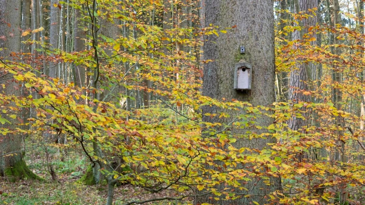 Фото: pxhere.com