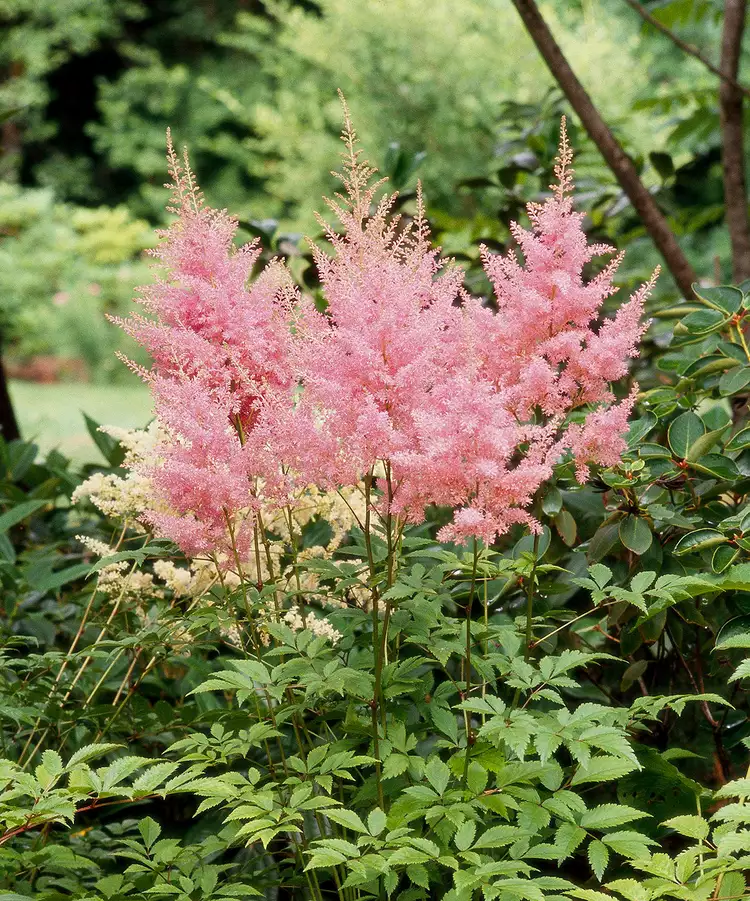 Mit Beginn des Herbstes erscheint die Sonne immer seltener. Bewölktes Wetter wirkt sich negativ auf Pflanzen aus, Blumen duften nicht mehr und erfreuen das Auge.-3