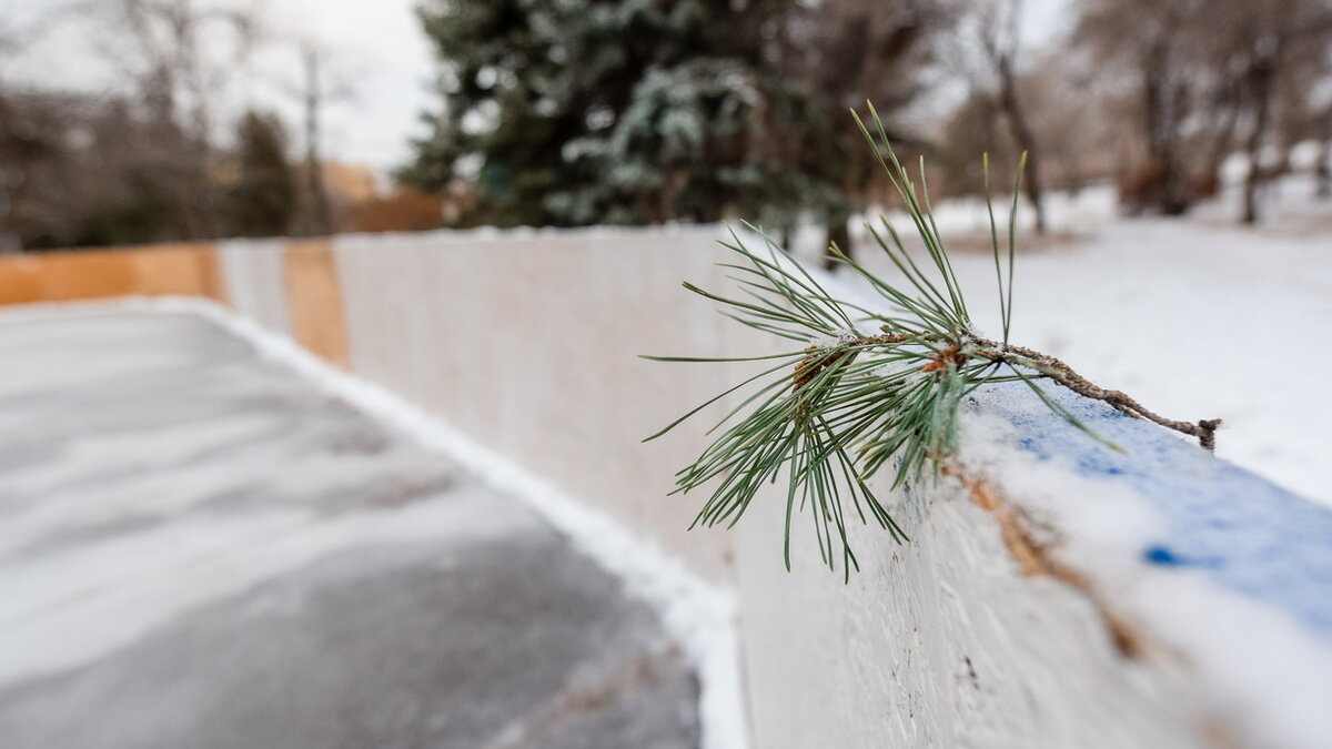     В середине осени их выбросят и заменят другими.
