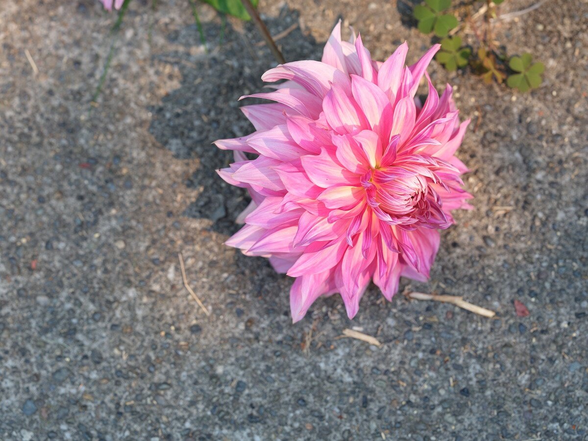    110 mm, 1/200 sec, f/5.6, ISO 200, объектив GF 110mm F2 R LM WR. Источник: dpreview.com