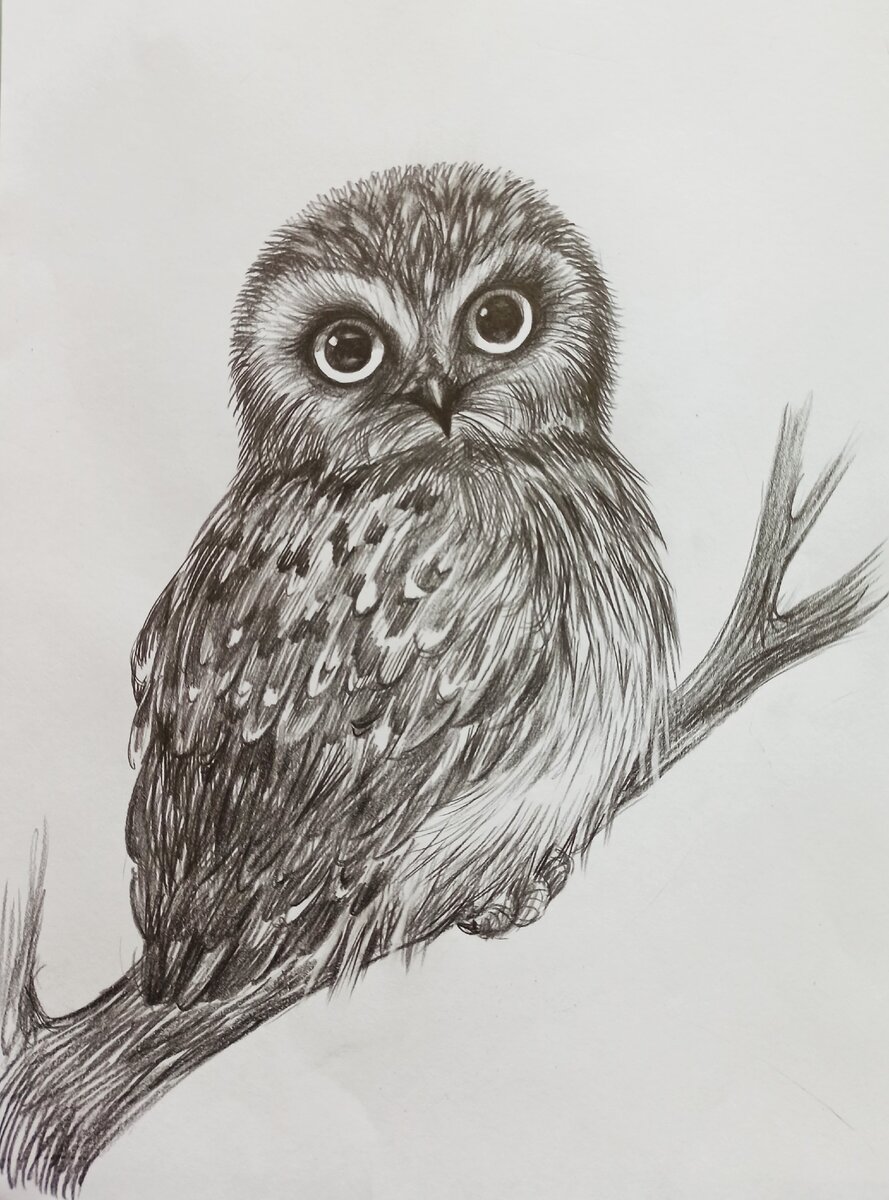 Рисунки совы карандашом для срисовки (35 фото)