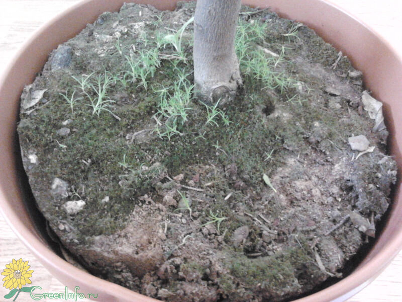 Самое опасное состояние случается тогда, когда грунт уже отходит от стенок горшка. Фото взято из сторонних источников