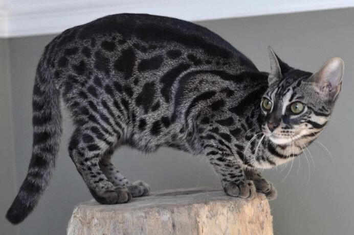 Маленький леопард, окрасы бенгальских кошек | Домашняя флора и фауна | Дзен