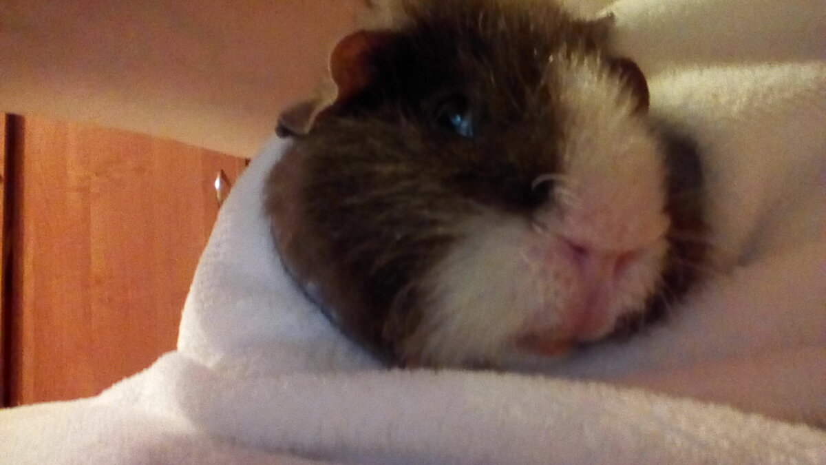 Кенгуренок Тоша