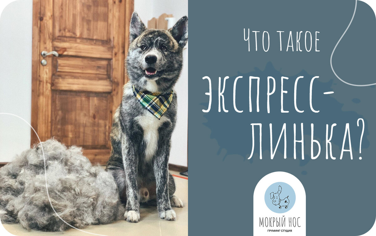 Что такое экспресс-линька? Разбираемся вместе. | Wetnose | Дзен