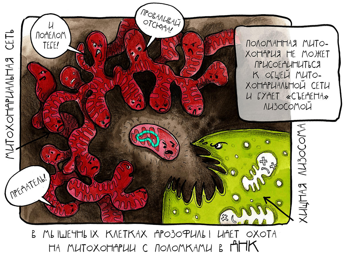 Рисунок Ольги Посух.