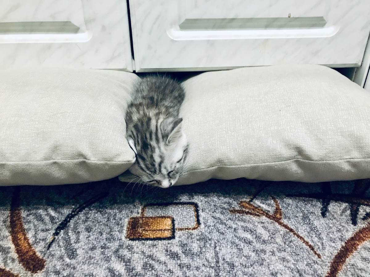 Так как между полом и кухней  у меня расстояние 10 см, я закрыла подушками от дивана,что бы не потерять котика.