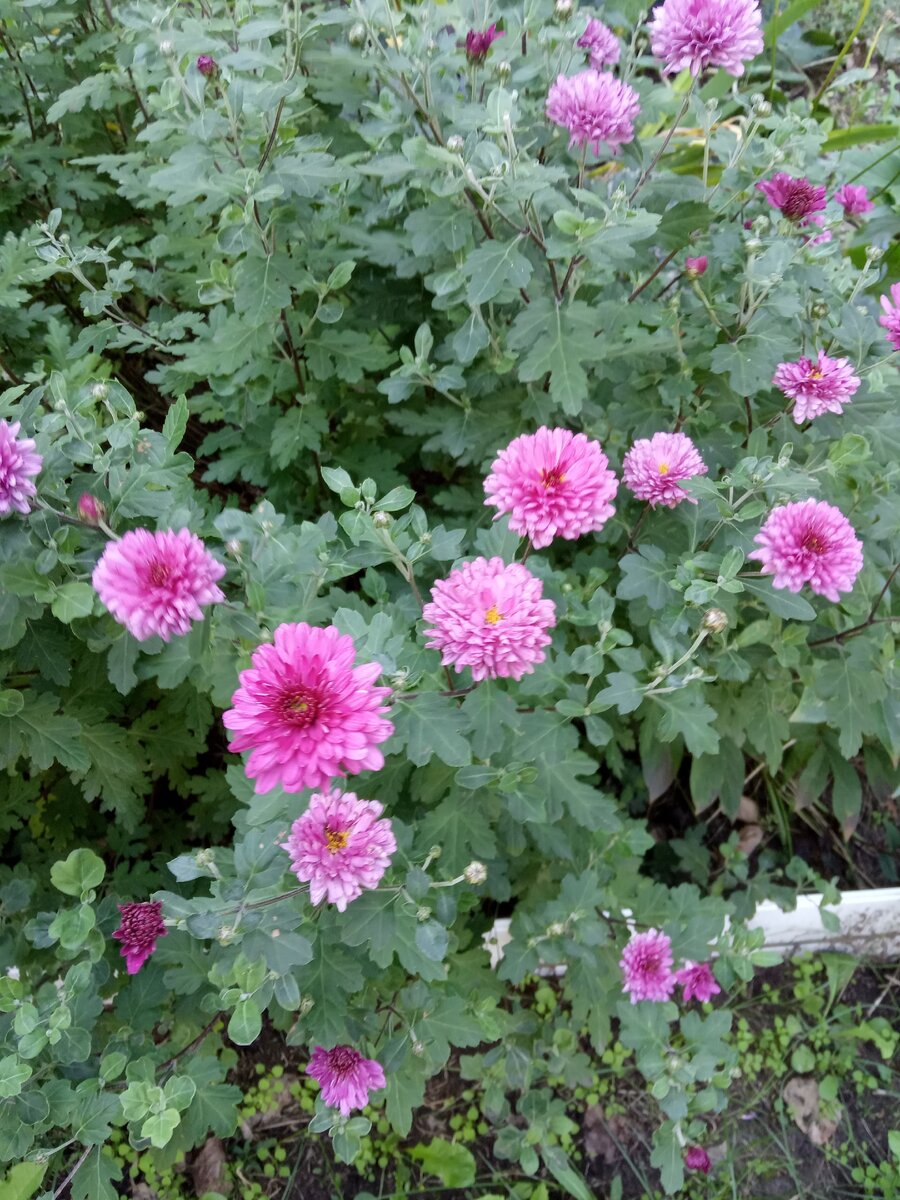 Я снова с вами))