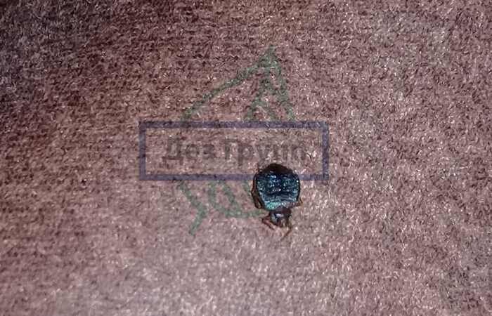 Как выглядит клоп на фото