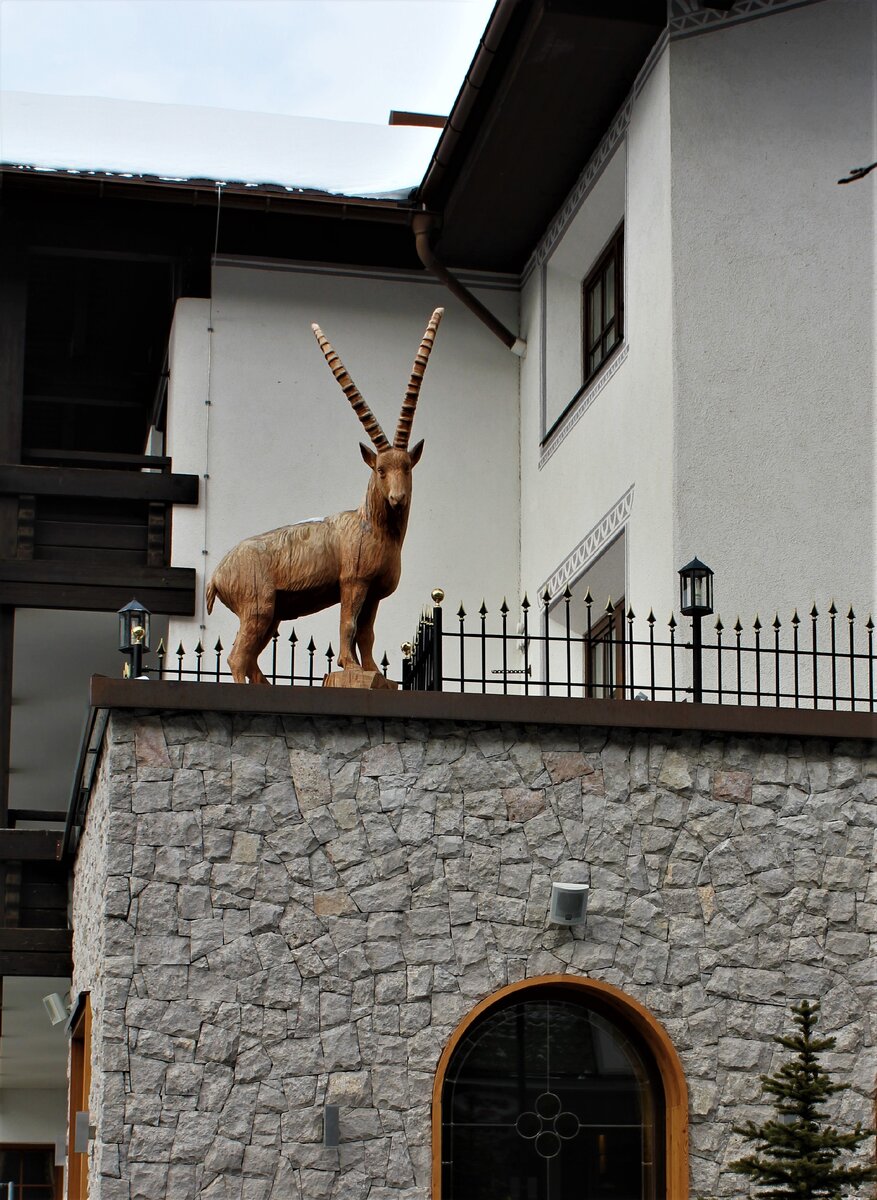 Козел обыкновенный.