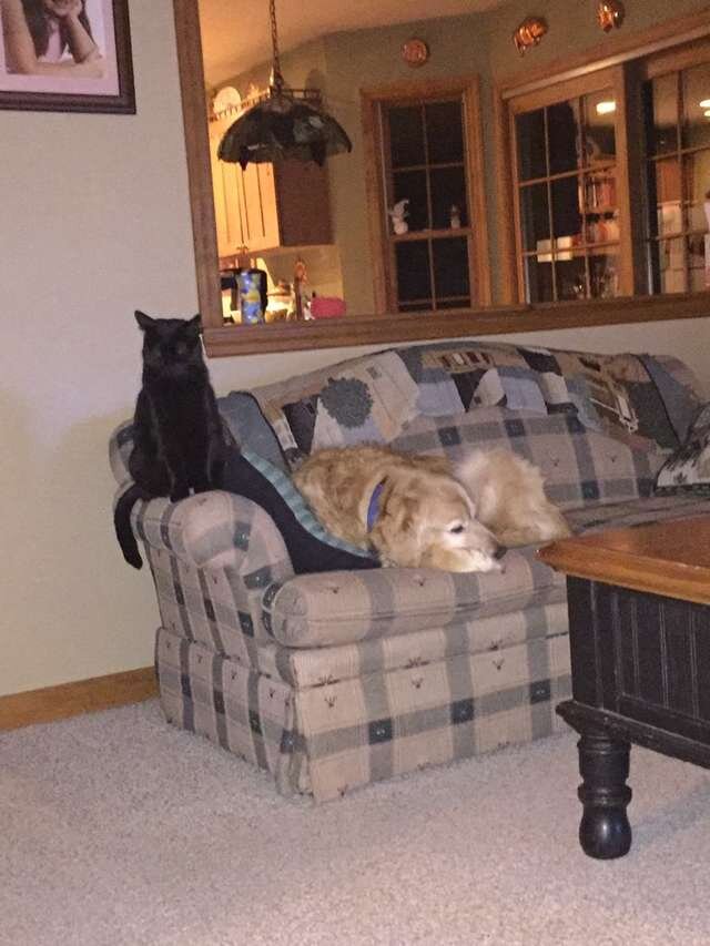 Источник фото: https://koteiki.com/kak-mne-tebya-ne-hvataet-posle-smerti-psa-kot-silno-zagrustil-no-odnazhdy-on-nashel-staryy-osheynik-druga/amp/