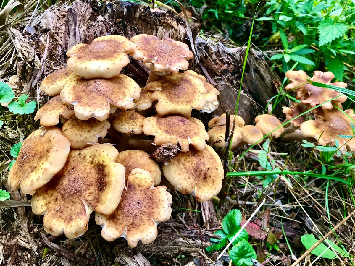 За опятами стоит ходить в лес только ради эстетического удовольствия 