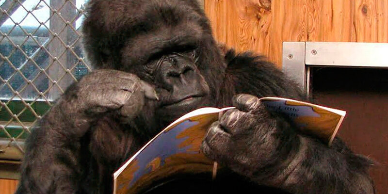 "Старший Предок Низких Температур размышляет о том, как вывести евреев из оффшора", Мефистофель Реверсный, сыщик-примат с суперпозиционным дипломом