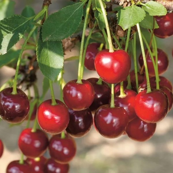 ВИШНЯ ОБЫКНОВЕННАЯ: ВИТА