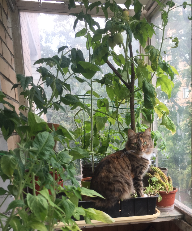 кошка на редиске.