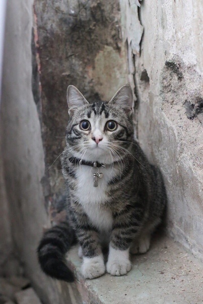 Мартин Лютер Кот