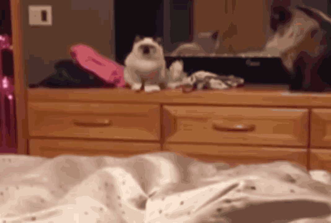 Котики двигаются при нажатии на картинку