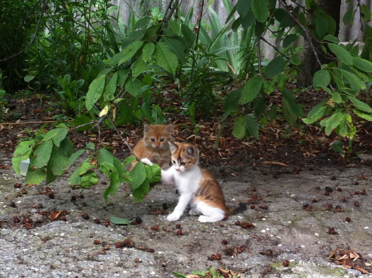 Вот таким малышам нам довелось искать добрые руки. Июнь 2016