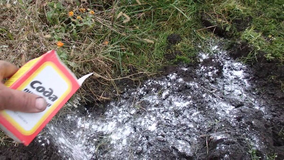 Сода против фитофторы. Пищевая сода для сада и огорода. пищевая сода в огороде. сода в огороде от вредителей. сода в саду и огороде применение.