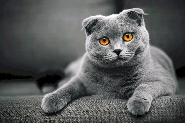 Пушистая порода.