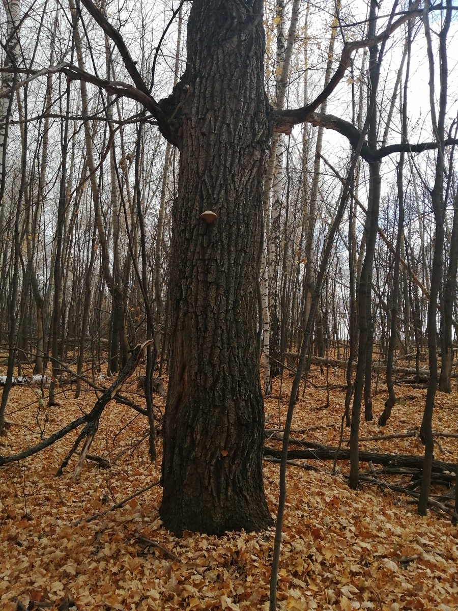 Лесной страж