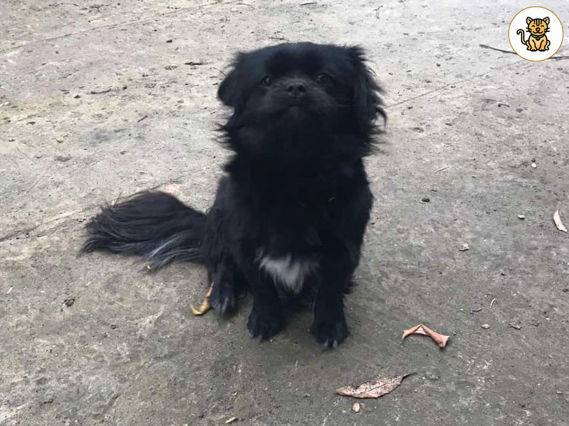 Милашка Тея