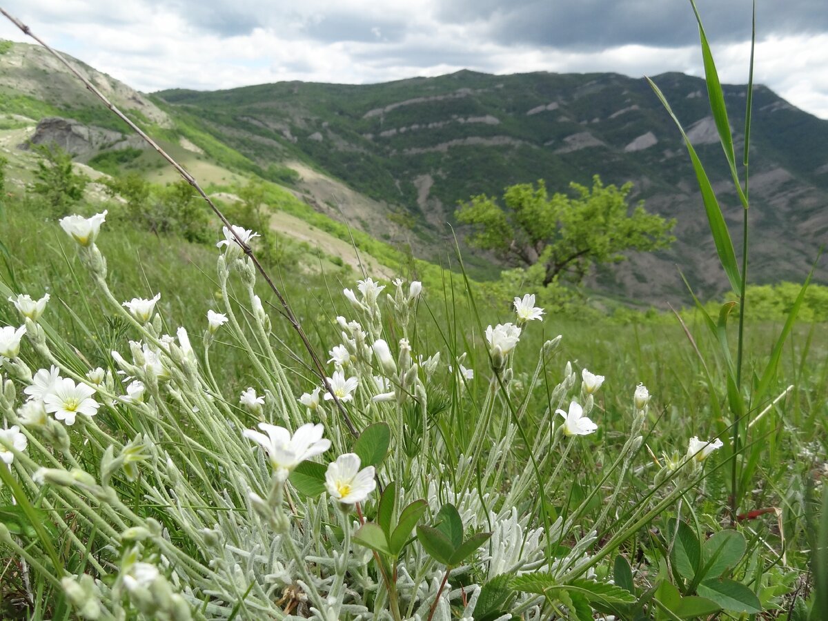 Весенние красоты Крыма