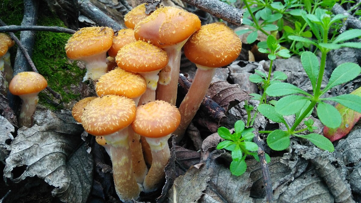 Опёнок осенний (Armillaria borealis), фото автора