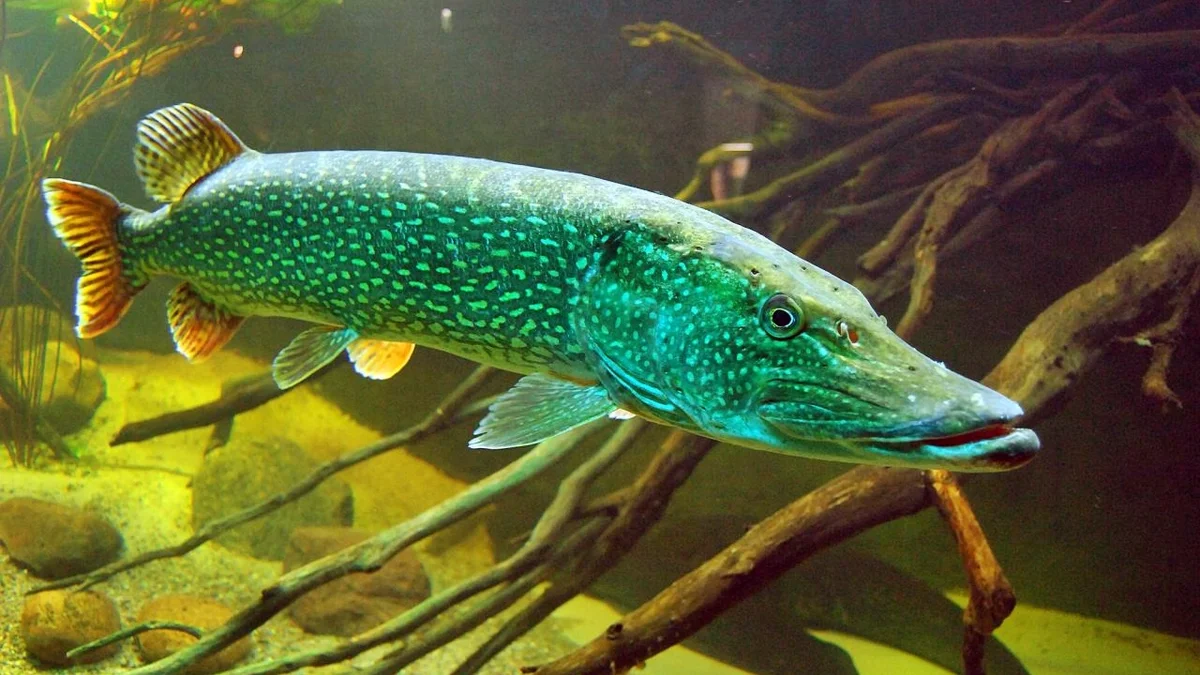 Распространена в пресных водах Евразии и Северной Америки. Живёт обычно в прибрежной зоне, в водных зарослях, в непроточных или слабопроточных водах. Может также встречаться и в опреснённых частях морей, например в Финском, Рижском и Куршском заливах Балтийского моря, в Таганрогском заливе Азовского моря.