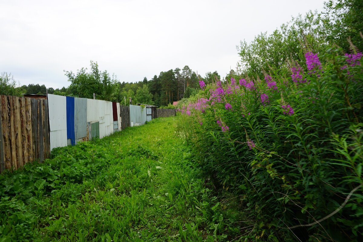 Заросли иван-чая за огородами