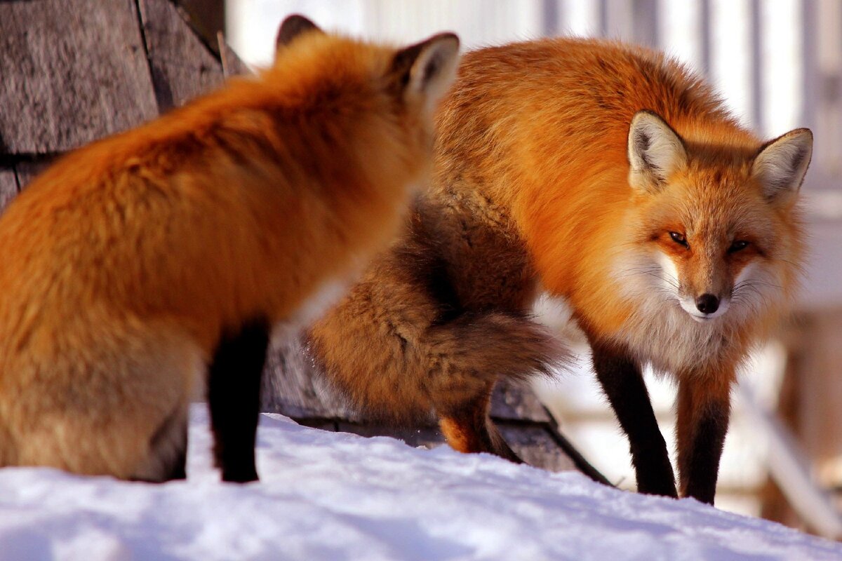 Рыжая fox. Огнёвка Вятская лиса. Рыжая лиса. Красивые лисы. Лиса с лисятами.
