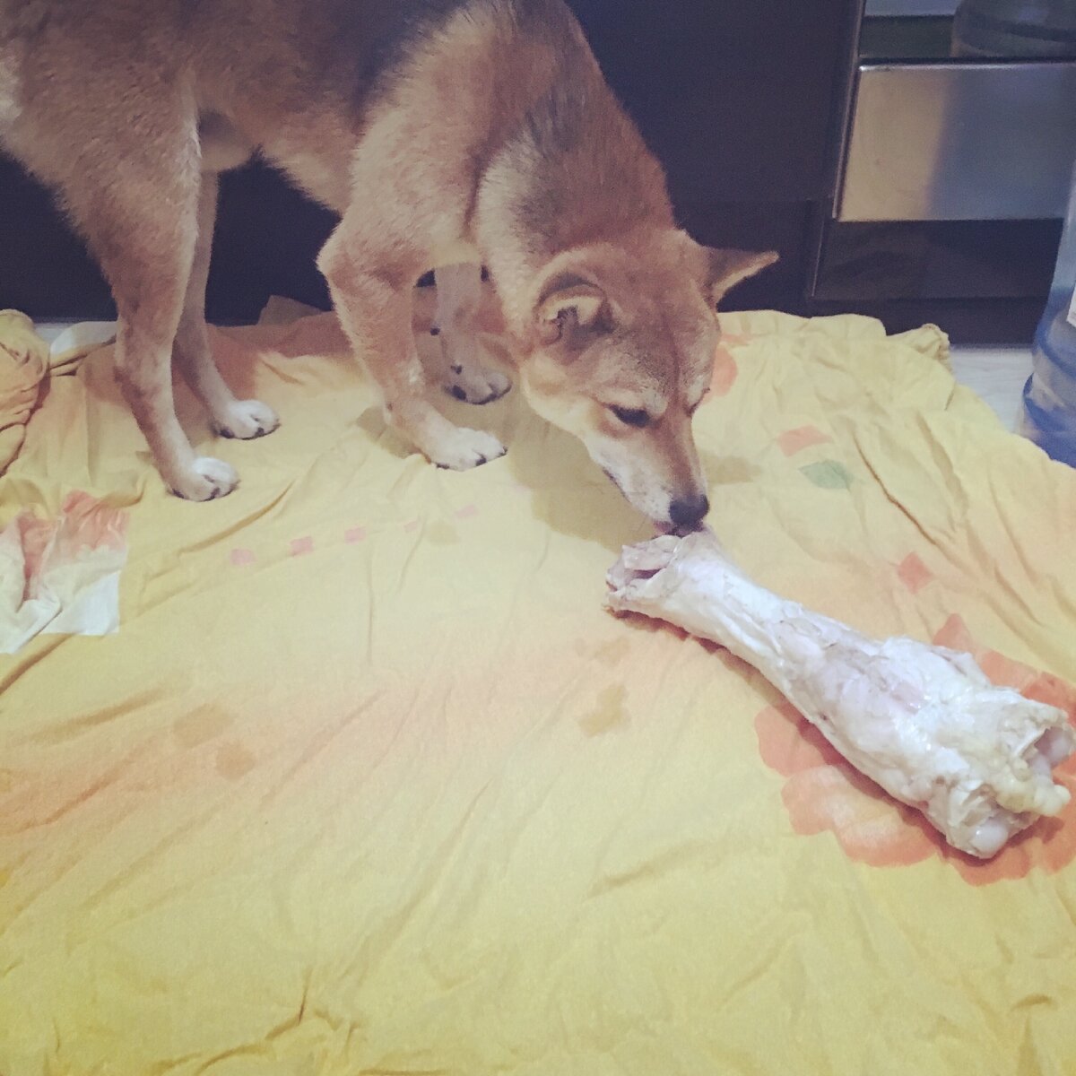 А вот такой сырой говяжий мосел можно! Тимо от таких млеет)