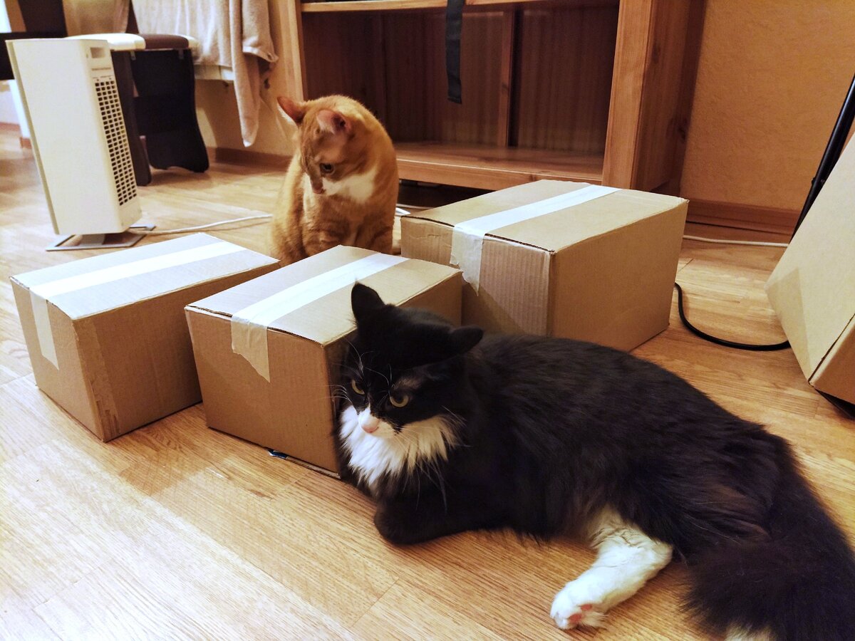 Примерно так выглядят Торт и Ирис, когда получают посылки с кормами и наполнителем. Но на этом фото не доставка — тут они отправляли новогодние подарки.