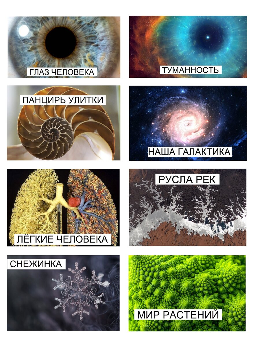 Примеры фракталов