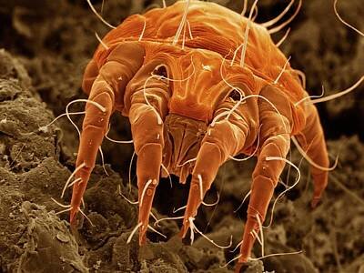 Otodectes cynotis.Только посмотрите в эти глаза...
Источник: https://render.fineartamerica.com/images/rendered/search/print/images-medium-5/1-ear-mite-otodectes-cynotis-power-and-syred.jpg