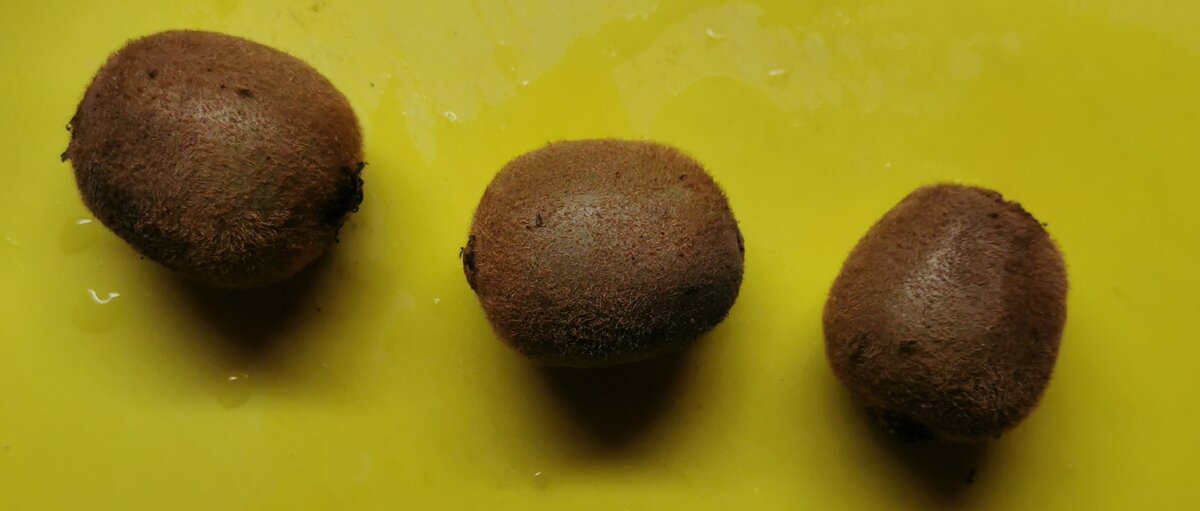 Фото сделано автором