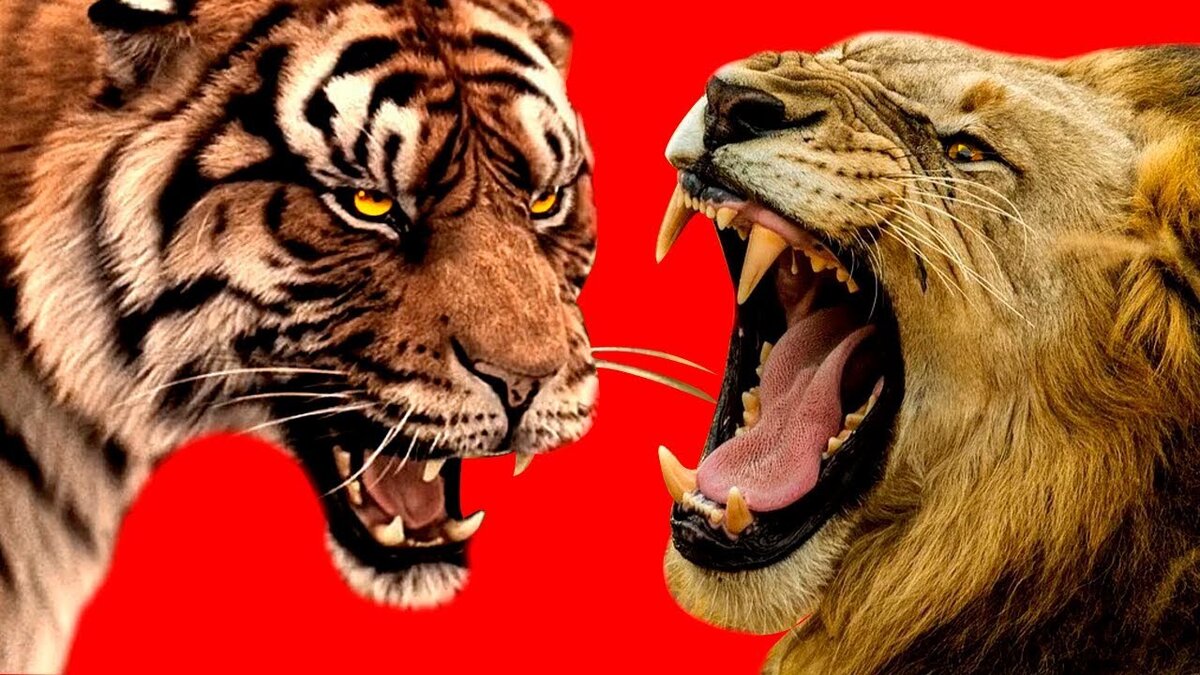 Источник фото Яндекс. Картинки.