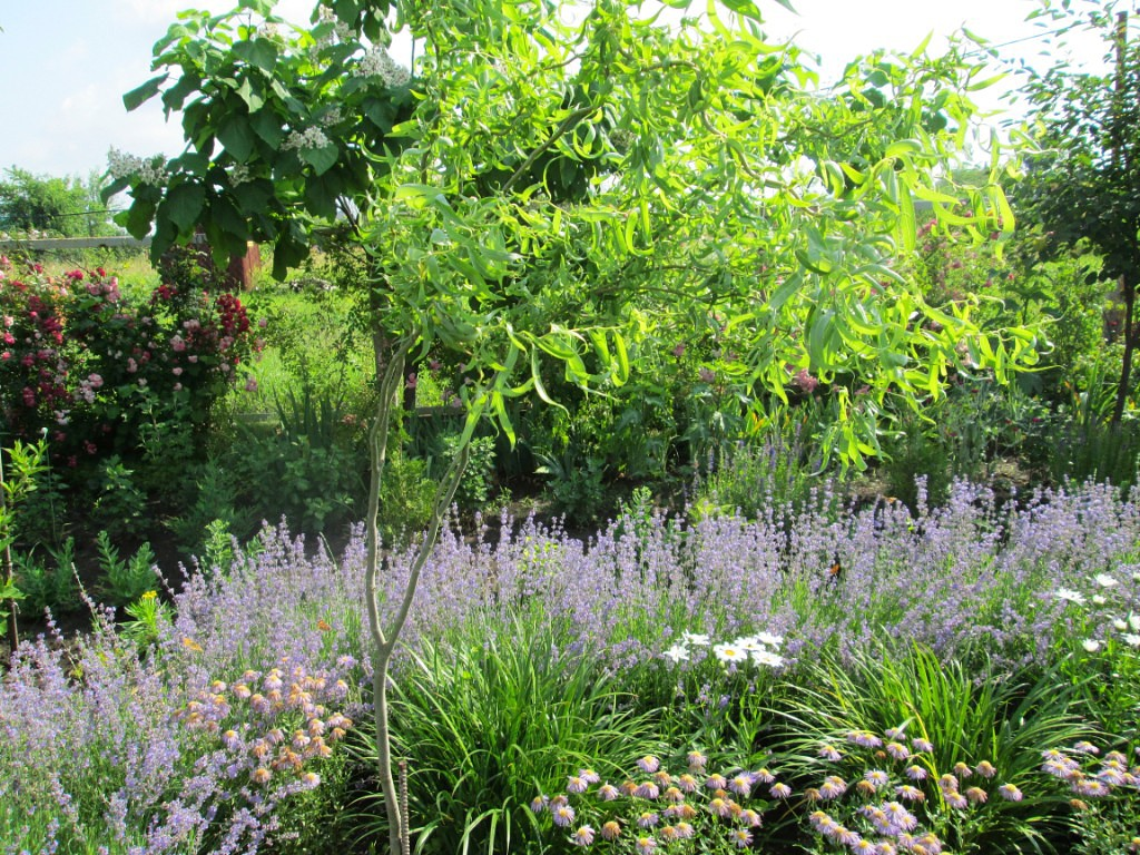 22.06.2014    ИВА МАТСУДАНА "ТОРТУОЗА" . БОРДЮР ИЗ ЛАВАНДЫ.   