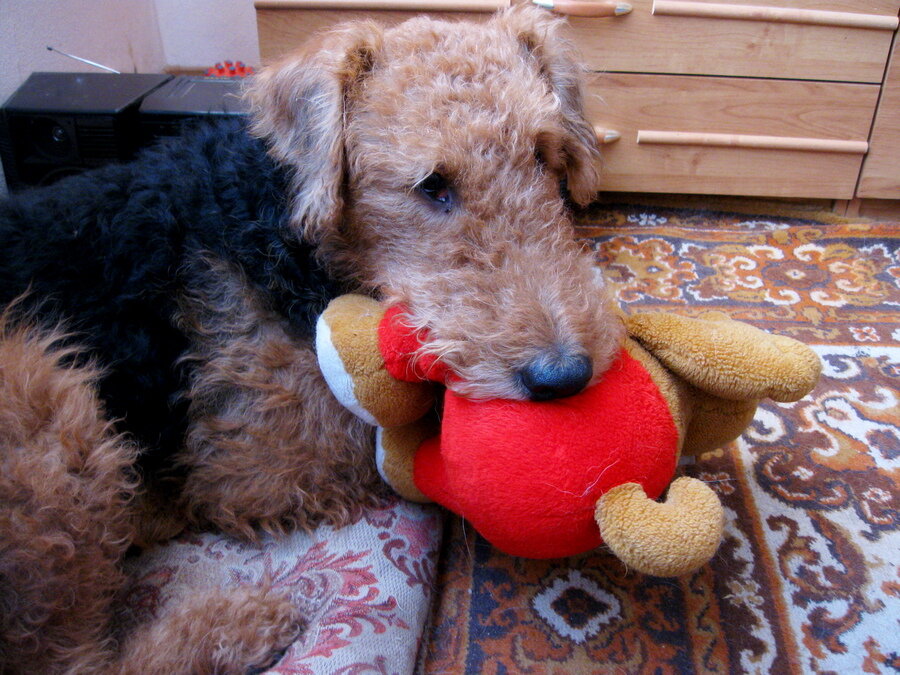 На фото: Эрдельтерьер Аякс с игрушкой