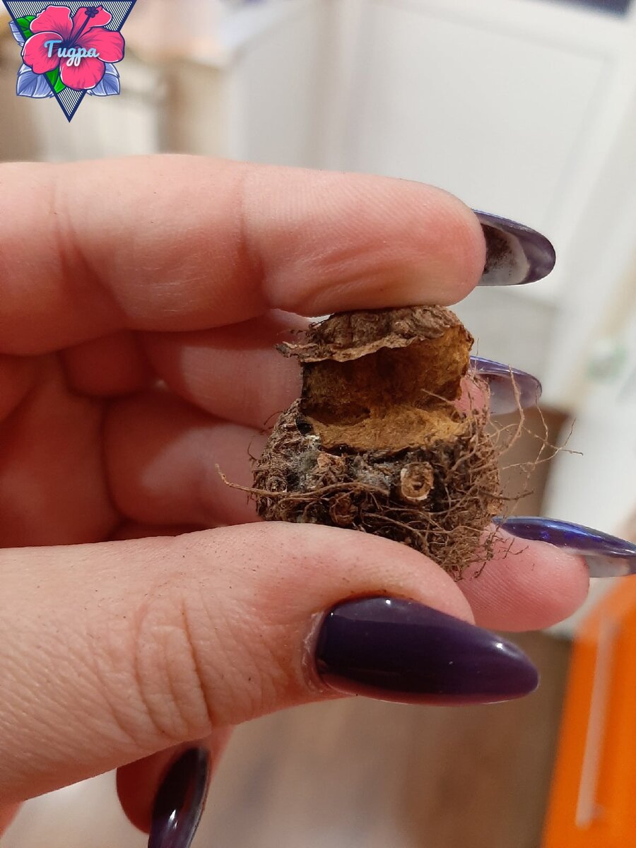 Личное фото. Первый раз пришел вот такой клубень.