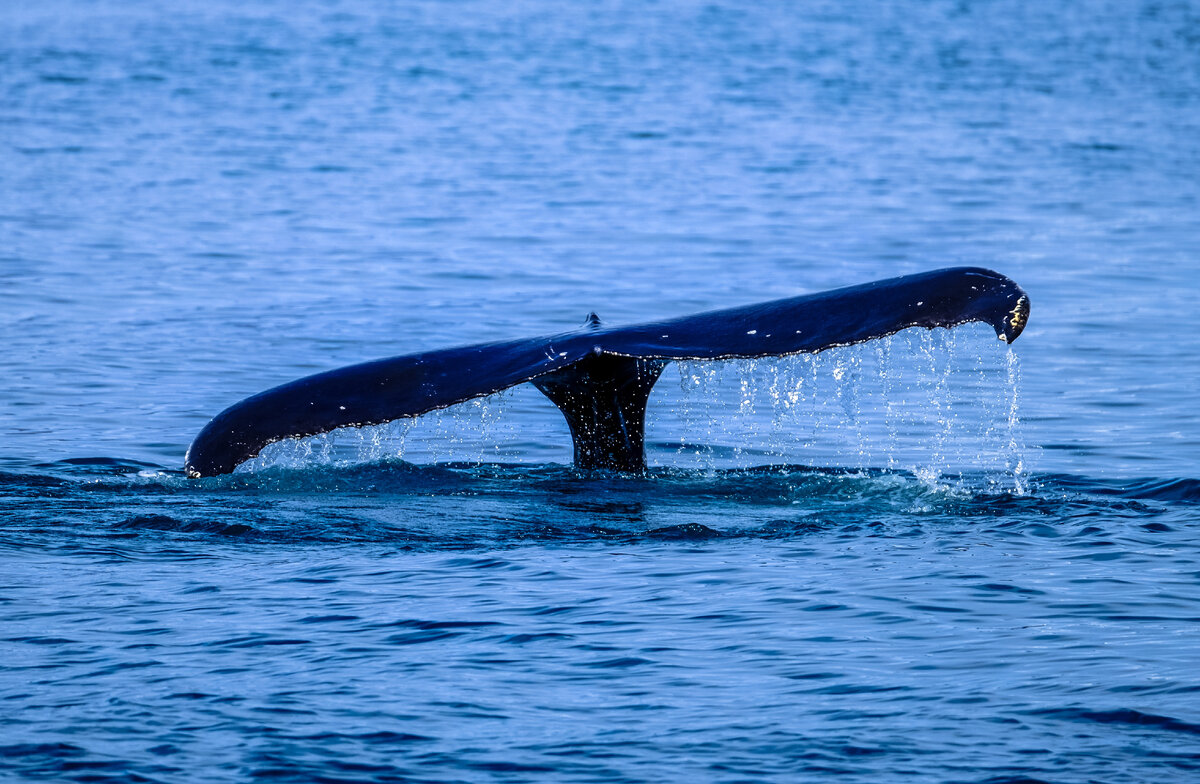 Хвост гренландского кита