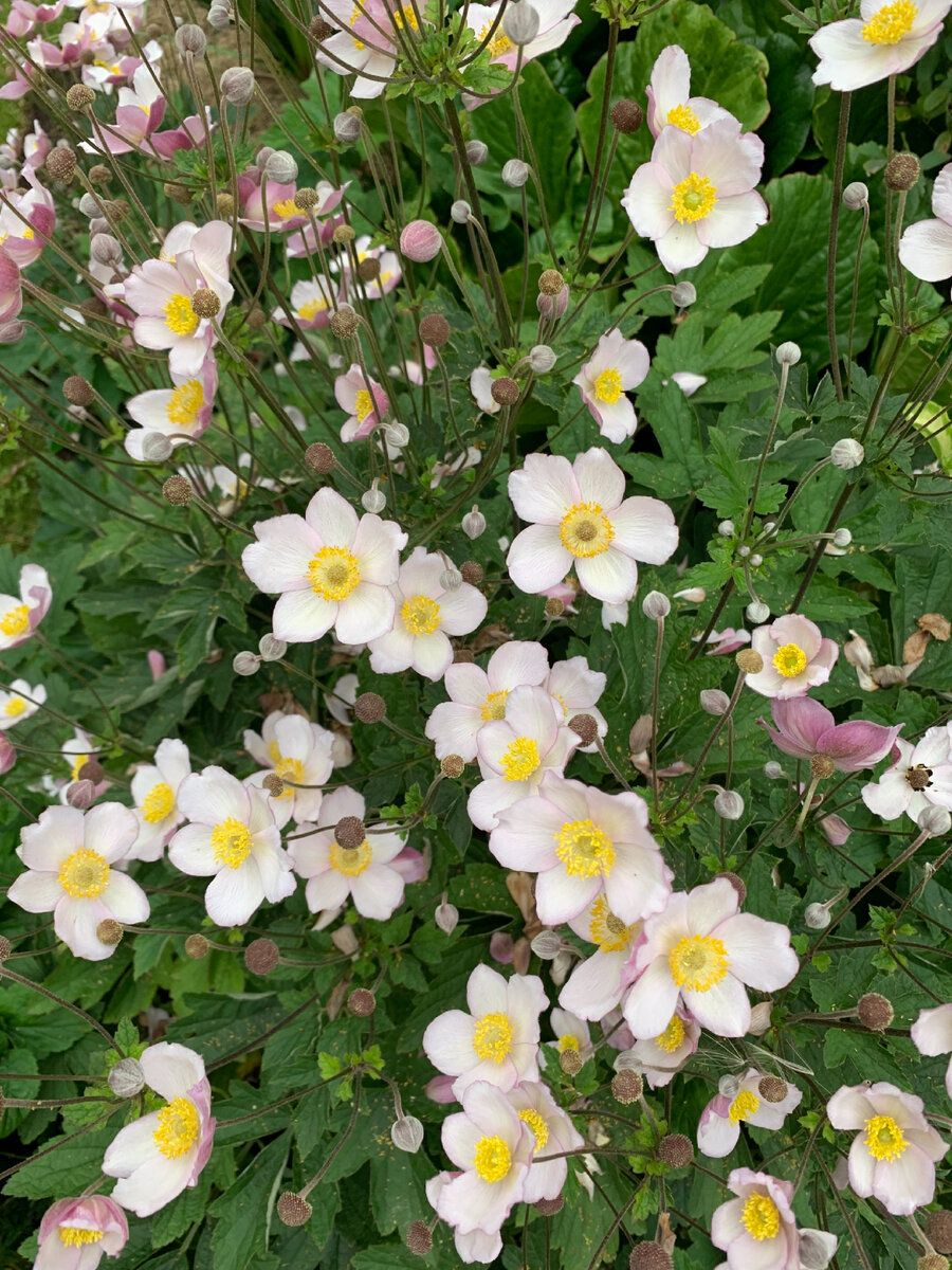 Anemone hupehensis Splendens