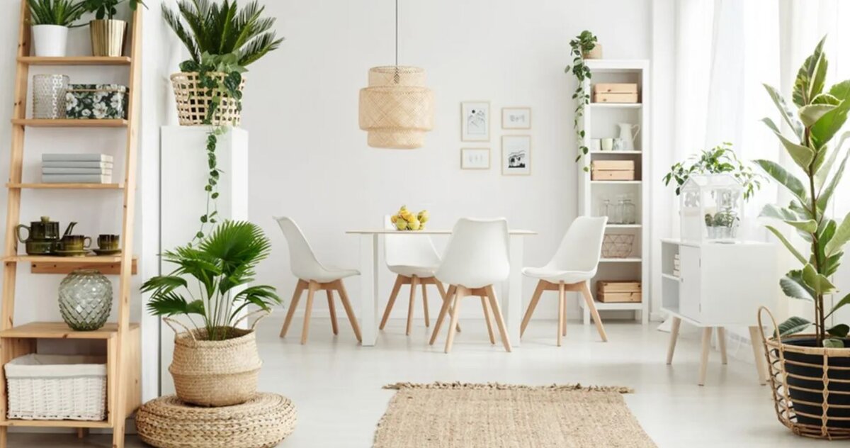 Растения дома у Раков